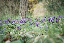 Parterre de violettes