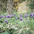Parterre de violettes