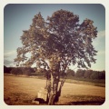 L'arbre solitaire