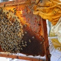 Cadre de ruche
